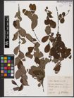Foto von Salix aurita L.